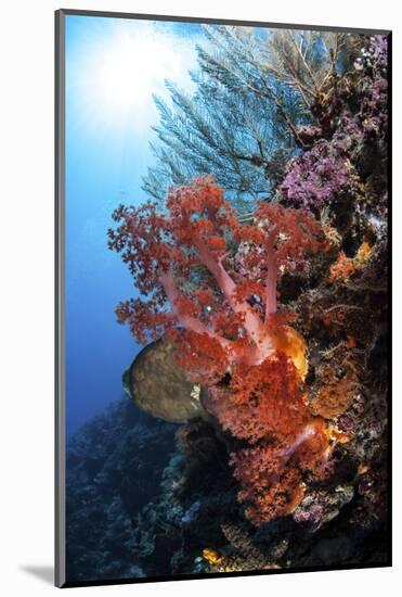 Soft Corals and Other Invertebrates Grow on a Reef in Indonesia-Stocktrek Images-Mounted Photographic Print