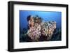 Soft Corals and Other Invertebrates Grow on a Reef in Indonesia-Stocktrek Images-Framed Photographic Print