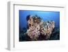 Soft Corals and Other Invertebrates Grow on a Reef in Indonesia-Stocktrek Images-Framed Photographic Print