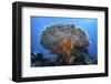 Soft Corals Grow Beneath a Large Table Coral in Indonesia-Stocktrek Images-Framed Photographic Print