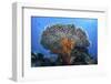 Soft Corals Grow Beneath a Large Table Coral in Indonesia-Stocktrek Images-Framed Photographic Print