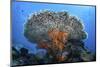 Soft Corals Grow Beneath a Large Table Coral in Indonesia-Stocktrek Images-Mounted Photographic Print