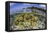 Soft Corals Grow on the Edge of Palau's Barrier Reef-Stocktrek Images-Framed Stretched Canvas