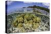 Soft Corals Grow on the Edge of Palau's Barrier Reef-Stocktrek Images-Stretched Canvas