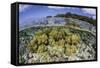 Soft Corals Grow on the Edge of Palau's Barrier Reef-Stocktrek Images-Framed Stretched Canvas