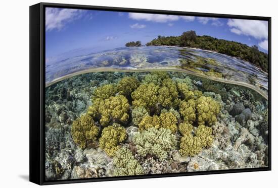 Soft Corals Grow on the Edge of Palau's Barrier Reef-Stocktrek Images-Framed Stretched Canvas