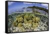 Soft Corals Grow on the Edge of Palau's Barrier Reef-Stocktrek Images-Framed Stretched Canvas