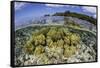 Soft Corals Grow on the Edge of Palau's Barrier Reef-Stocktrek Images-Framed Stretched Canvas