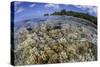 Soft Corals Grow on the Edge of Palau's Barrier Reef-Stocktrek Images-Stretched Canvas
