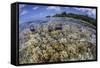 Soft Corals Grow on the Edge of Palau's Barrier Reef-Stocktrek Images-Framed Stretched Canvas