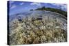 Soft Corals Grow on the Edge of Palau's Barrier Reef-Stocktrek Images-Stretched Canvas