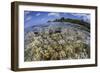 Soft Corals Grow on the Edge of Palau's Barrier Reef-Stocktrek Images-Framed Photographic Print