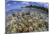 Soft Corals Grow on the Edge of Palau's Barrier Reef-Stocktrek Images-Mounted Photographic Print