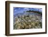 Soft Corals Grow on the Edge of Palau's Barrier Reef-Stocktrek Images-Framed Photographic Print