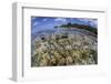 Soft Corals Grow on the Edge of Palau's Barrier Reef-Stocktrek Images-Framed Photographic Print