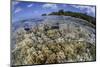 Soft Corals Grow on the Edge of Palau's Barrier Reef-Stocktrek Images-Mounted Photographic Print