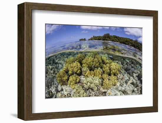 Soft Corals Grow on the Edge of Palau's Barrier Reef-Stocktrek Images-Framed Photographic Print