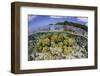 Soft Corals Grow on the Edge of Palau's Barrier Reef-Stocktrek Images-Framed Photographic Print