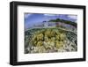 Soft Corals Grow on the Edge of Palau's Barrier Reef-Stocktrek Images-Framed Photographic Print