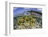 Soft Corals Grow on the Edge of Palau's Barrier Reef-Stocktrek Images-Framed Photographic Print