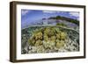 Soft Corals Grow on the Edge of Palau's Barrier Reef-Stocktrek Images-Framed Photographic Print