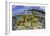 Soft Corals Grow on the Edge of Palau's Barrier Reef-Stocktrek Images-Framed Photographic Print