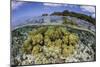 Soft Corals Grow on the Edge of Palau's Barrier Reef-Stocktrek Images-Mounted Photographic Print