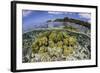 Soft Corals Grow on the Edge of Palau's Barrier Reef-Stocktrek Images-Framed Photographic Print