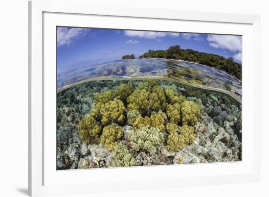 Soft Corals Grow on the Edge of Palau's Barrier Reef-Stocktrek Images-Framed Photographic Print