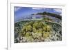 Soft Corals Grow on the Edge of Palau's Barrier Reef-Stocktrek Images-Framed Photographic Print