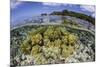 Soft Corals Grow on the Edge of Palau's Barrier Reef-Stocktrek Images-Mounted Photographic Print