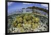 Soft Corals Grow on the Edge of Palau's Barrier Reef-Stocktrek Images-Framed Photographic Print