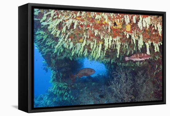 Soft Corals in Overhang, Maldives-Reinhard Dirscherl-Framed Stretched Canvas