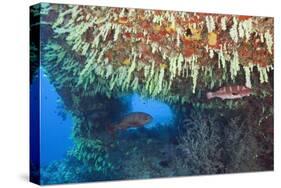 Soft Corals in Overhang, Maldives-Reinhard Dirscherl-Stretched Canvas