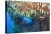 Soft Corals in Overhang, Maldives-Reinhard Dirscherl-Stretched Canvas