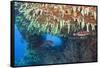 Soft Corals in Overhang, Maldives-Reinhard Dirscherl-Framed Stretched Canvas