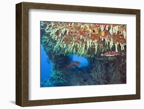 Soft Corals in Overhang, Maldives-Reinhard Dirscherl-Framed Photographic Print