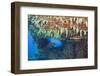 Soft Corals in Overhang, Maldives-Reinhard Dirscherl-Framed Photographic Print