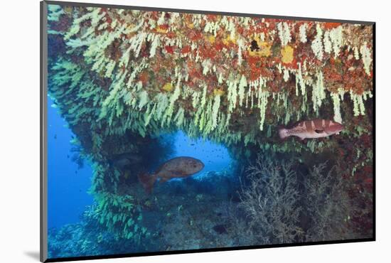 Soft Corals in Overhang, Maldives-Reinhard Dirscherl-Mounted Photographic Print