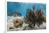 Soft Corals in the Foreground Taken in the Bay of Pigs Near the Town of Playa Giron, Cuba-James White-Framed Premium Photographic Print