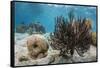 Soft Corals in the Foreground Taken in the Bay of Pigs Near the Town of Playa Giron, Cuba-James White-Framed Stretched Canvas