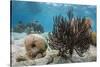 Soft Corals in the Foreground Taken in the Bay of Pigs Near the Town of Playa Giron, Cuba-James White-Stretched Canvas