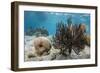 Soft Corals in the Foreground Taken in the Bay of Pigs Near the Town of Playa Giron, Cuba-James White-Framed Photographic Print
