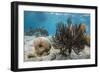 Soft Corals in the Foreground Taken in the Bay of Pigs Near the Town of Playa Giron, Cuba-James White-Framed Photographic Print