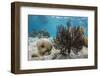 Soft Corals in the Foreground Taken in the Bay of Pigs Near the Town of Playa Giron, Cuba-James White-Framed Photographic Print