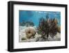 Soft Corals in the Foreground Taken in the Bay of Pigs Near the Town of Playa Giron, Cuba-James White-Framed Photographic Print