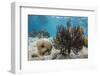 Soft Corals in the Foreground Taken in the Bay of Pigs Near the Town of Playa Giron, Cuba-James White-Framed Photographic Print