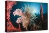 Soft Corals on Reef-Reinhard Dirscherl-Stretched Canvas