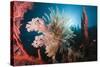 Soft Corals on Reef-Reinhard Dirscherl-Stretched Canvas