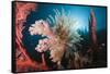 Soft Corals on Reef-Reinhard Dirscherl-Framed Stretched Canvas